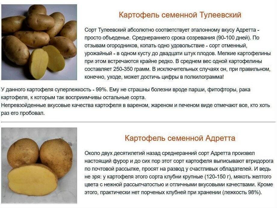 Картофель скарб: описание сорта, фото, отзывы, урожайность