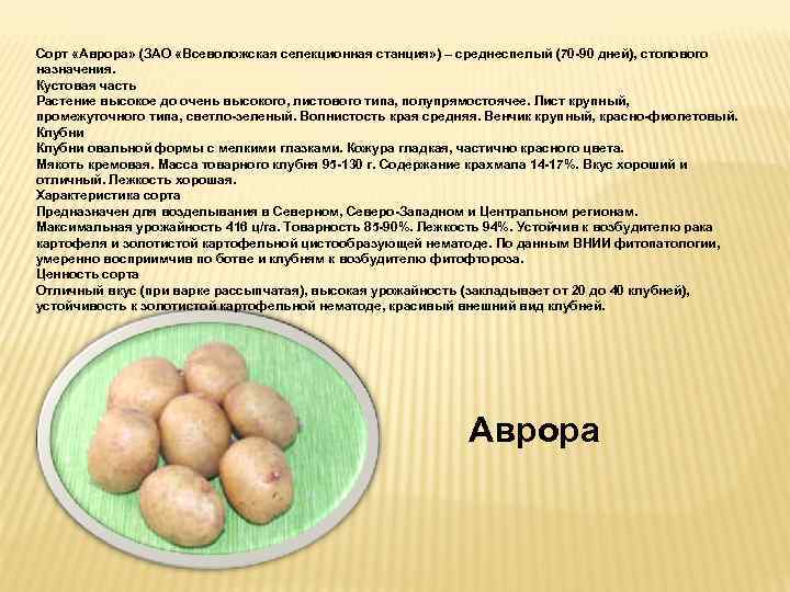 Сорт картофеля скарб: описание, характеристики и отзывы!