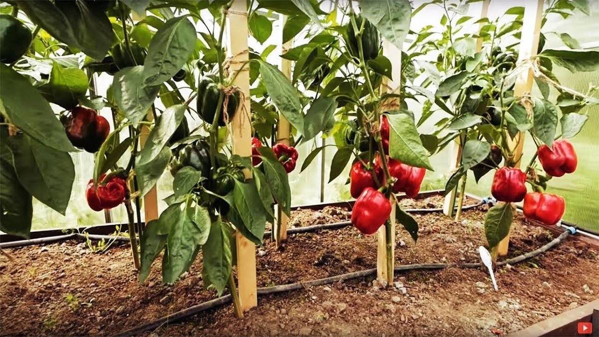Перец посадка и уход в теплице: формирование куста и удобрение