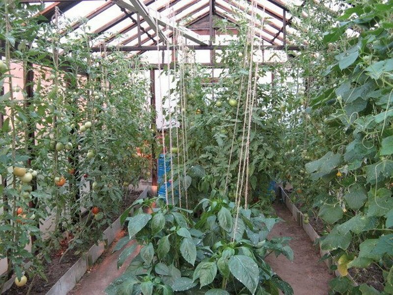 Когда и как высаживать рассаду помидоров в теплицу: при какой температуре