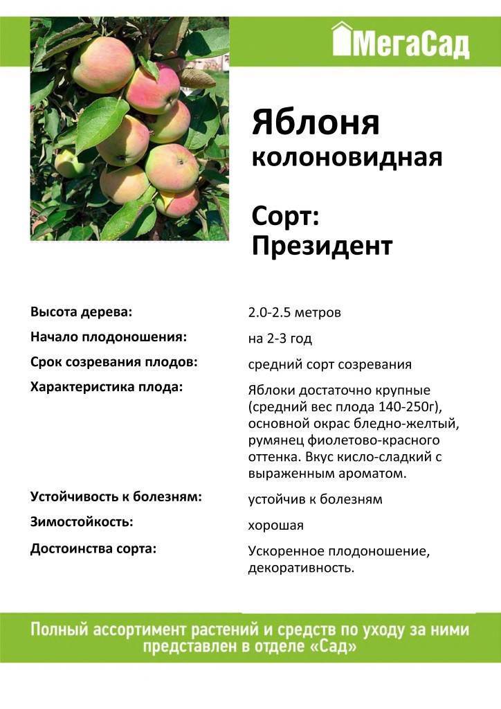 Колоновидная яблоня президент - описание сорта, уход и посадка, отзывы