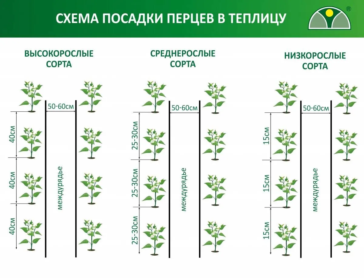 Схема посадки перца в теплице из поликарбоната фото