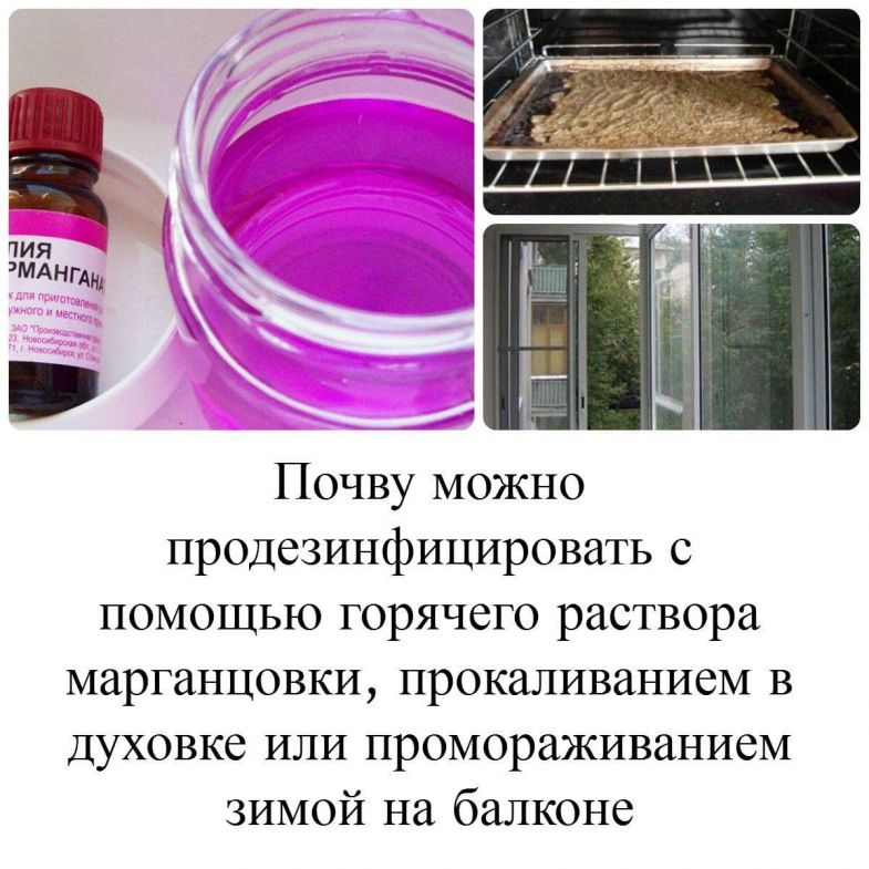 Обработка теплицы весной без замены почвы: 5 простых правил, биопрепаратами, народные средства