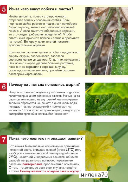 Почему желтеет завязь огурцов в теплице и что делать, причины и лечение