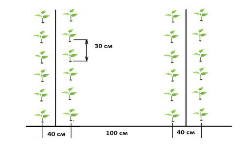 Схема высадки перца в теплице