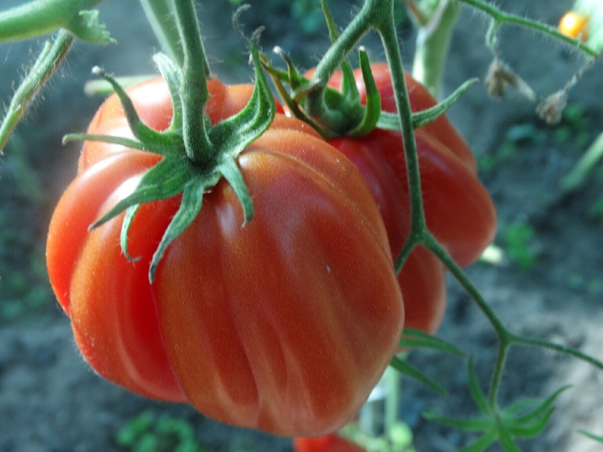 Топ-10 лучших сортов томатов для теплиц – рейтинг 2023 года