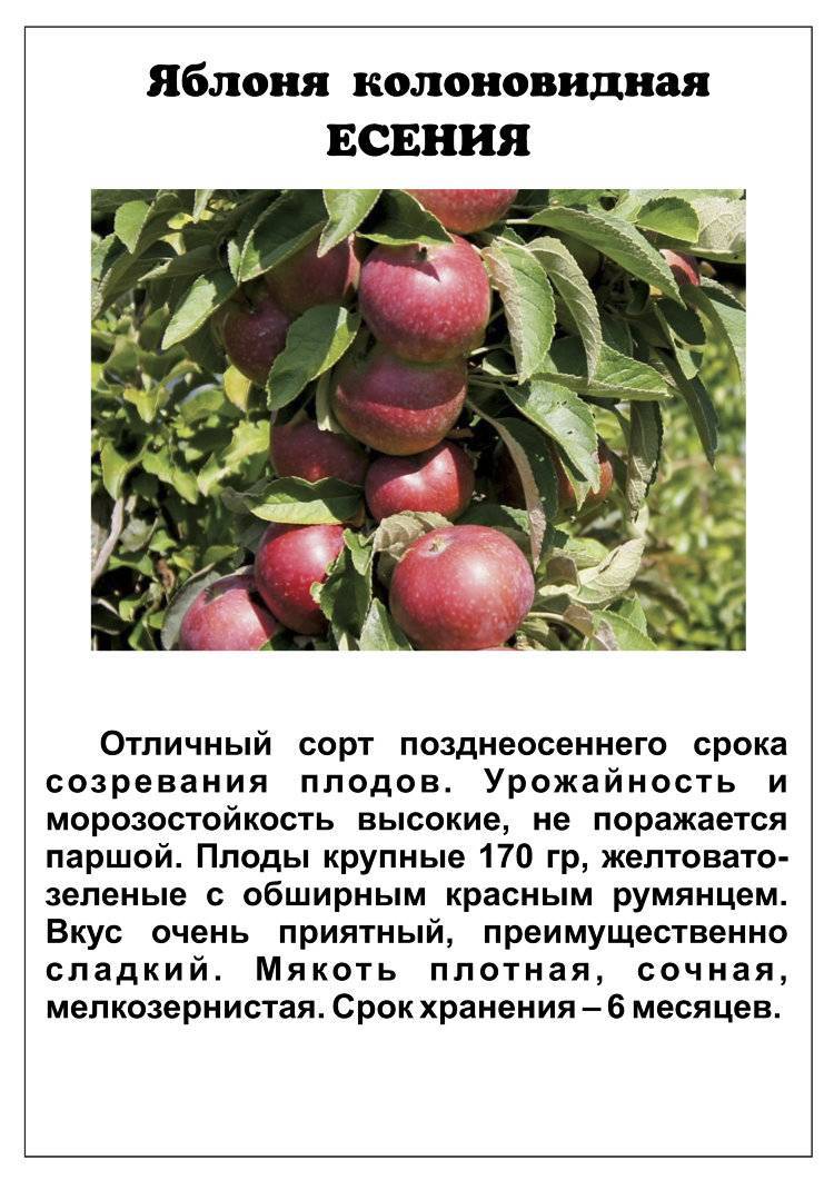 Колоновидная яблоня президент. описание сорта, характеристики, посадка и уход, отзывы | tele4n.net