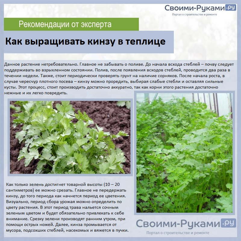 Базилик —  выращивание пряно-вкусового растения от а до я