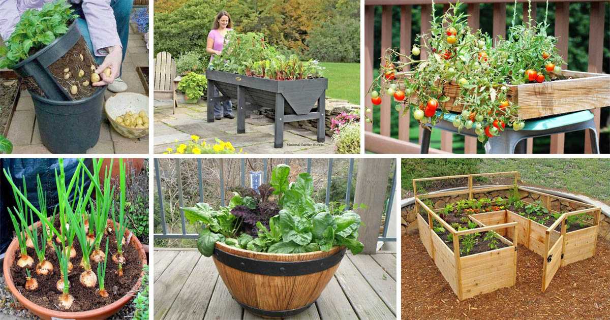 Как создать огород на балконе, очень подробная инструкция для начинающих овощеводов