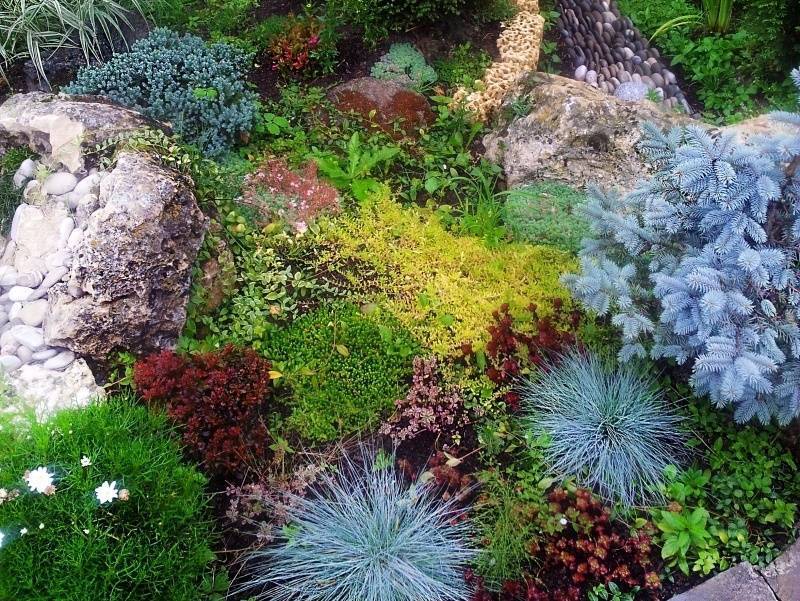 Растения для альпийской горки — фото и названия цветов, которые подойдут для альпинария