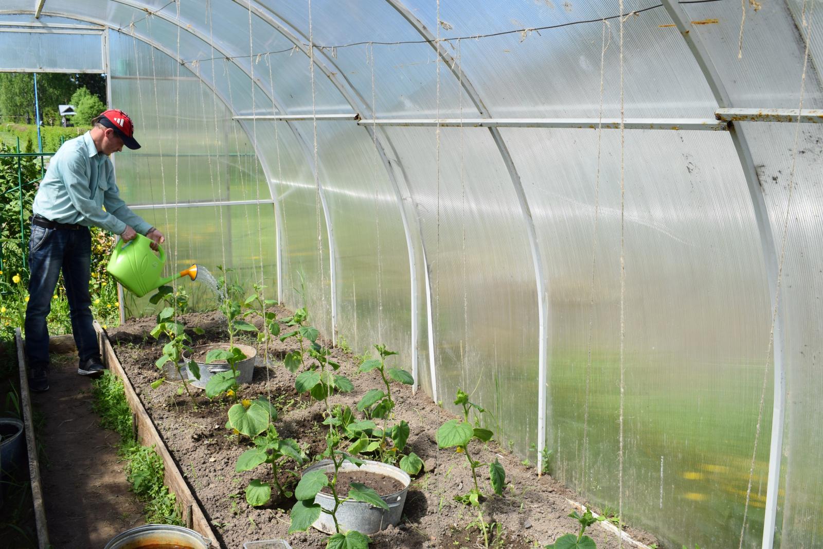 Теплица ранней весной: выращиваем на раннюю зелень лук, салат, редис и укроп