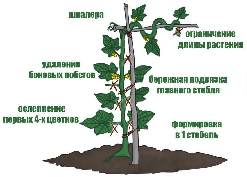 Как прищипывать огурцы ? - преимущества и потребность. правила и советы как прищипывать своими руками, инструкции для новичков
как прищипывать огурцы ? - преимущества и потребность. правила и советы как прищипывать своими руками, инструкции для новичков