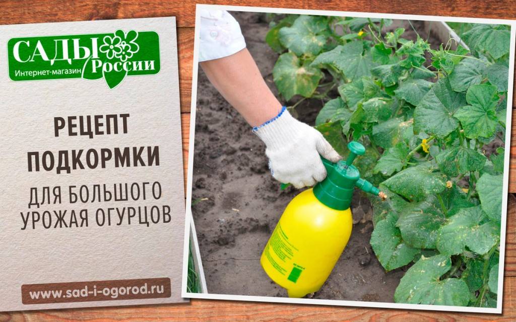 Чем подкормить огурцы в открытом грунте и теплице - схемы