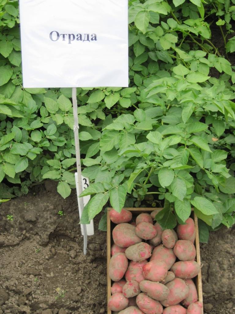 Картофель красавчик: описание сорта, фото, отзывы, вкусовые качества