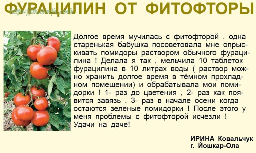 Как защитить помидоры от фитофторы в теплице, народные средства видео