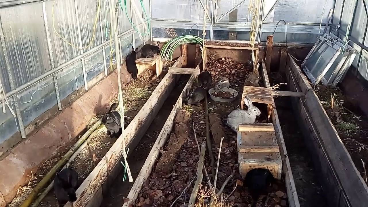 Зимовка пчел: на улице, воле, подготовка к зиме (как зимуют, где зимуют пчелы, что делают?)