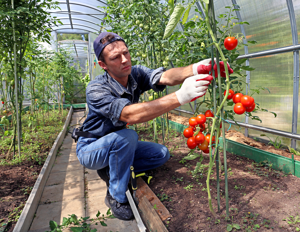 Уход за помидорами после высадки в теплицу + видео как ухаживать за томатами после высадки