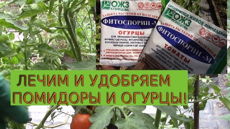 Фитофтора на помидорах в теплице и открытом грунте: методы борьбы | огородникам инфо