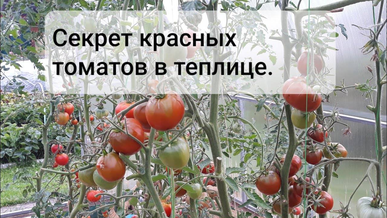 Как ускорить созревание плодов томатов в теплице и открытом грунте, что делать и как дозаривать