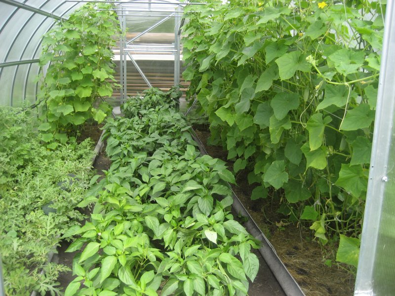 Выращивание помидоров и огурцов в одной теплице: подробная инструкция