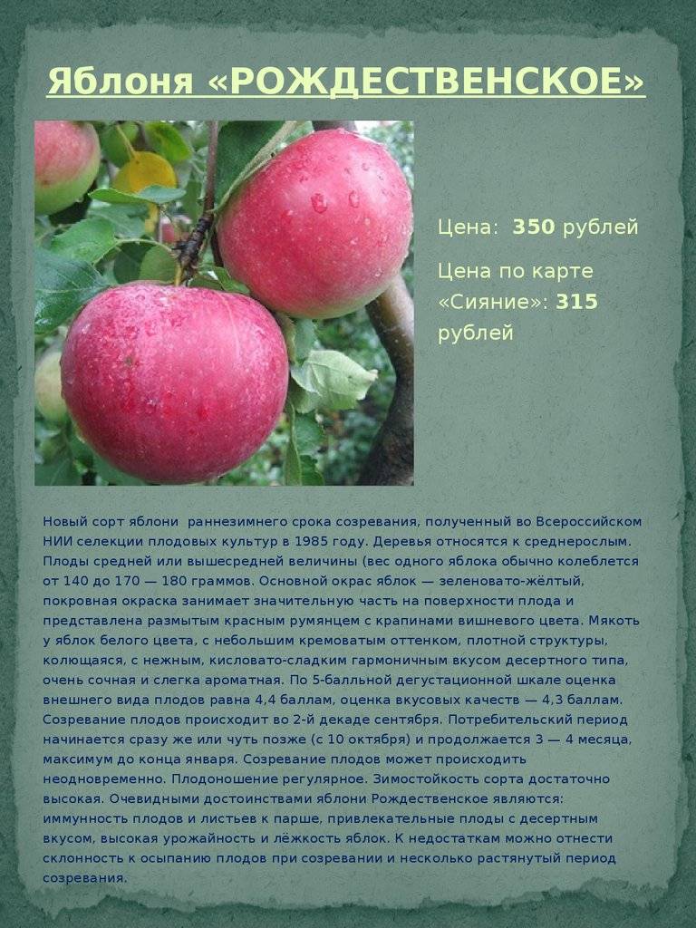 Сорта яблонь для сибири и урала: лучшие сорта для северных регионов