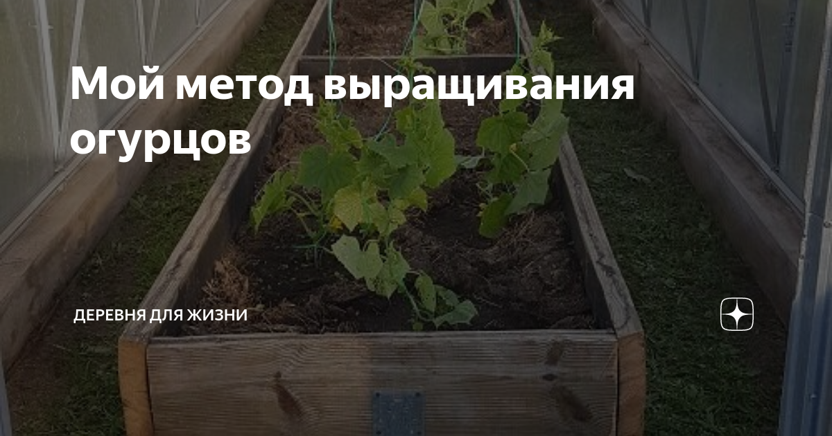 Как правильно посадить огурцы в теплице из поликарбоната