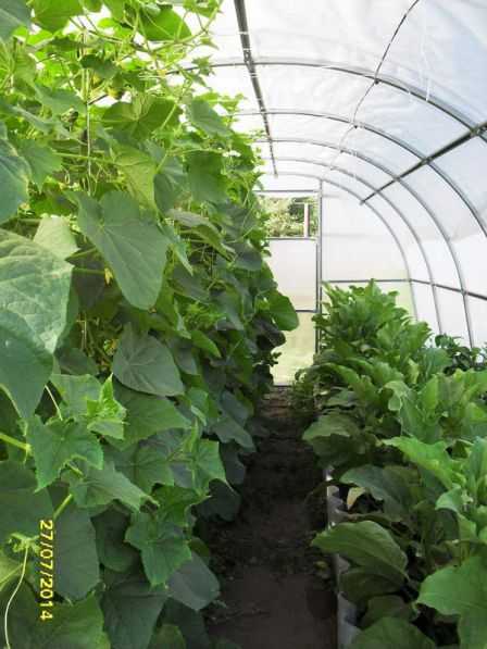 Совместимость перца и огурца в теплице: советы по выращиванию под одной крышей в 2023 году на гудгрунт