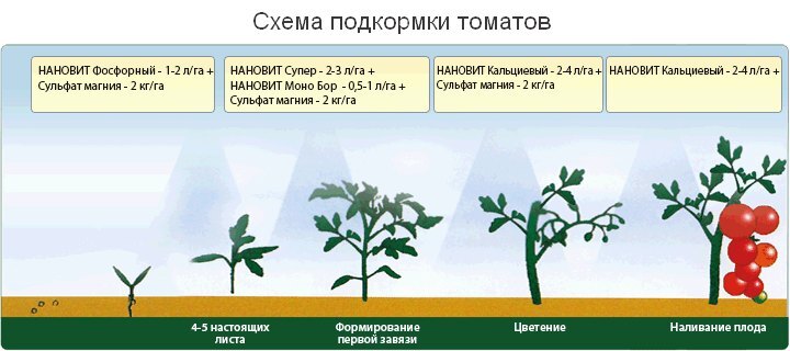 Не ошибитесь с датой: когда пора сажать помидоры в парник, и как правильно подготовить место и рассаду — фазенда