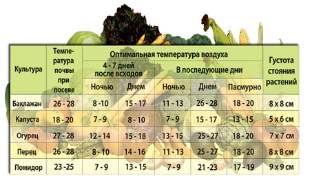 Какая температура должна поддерживаться внутри теплицы для оптимального роста огурцов