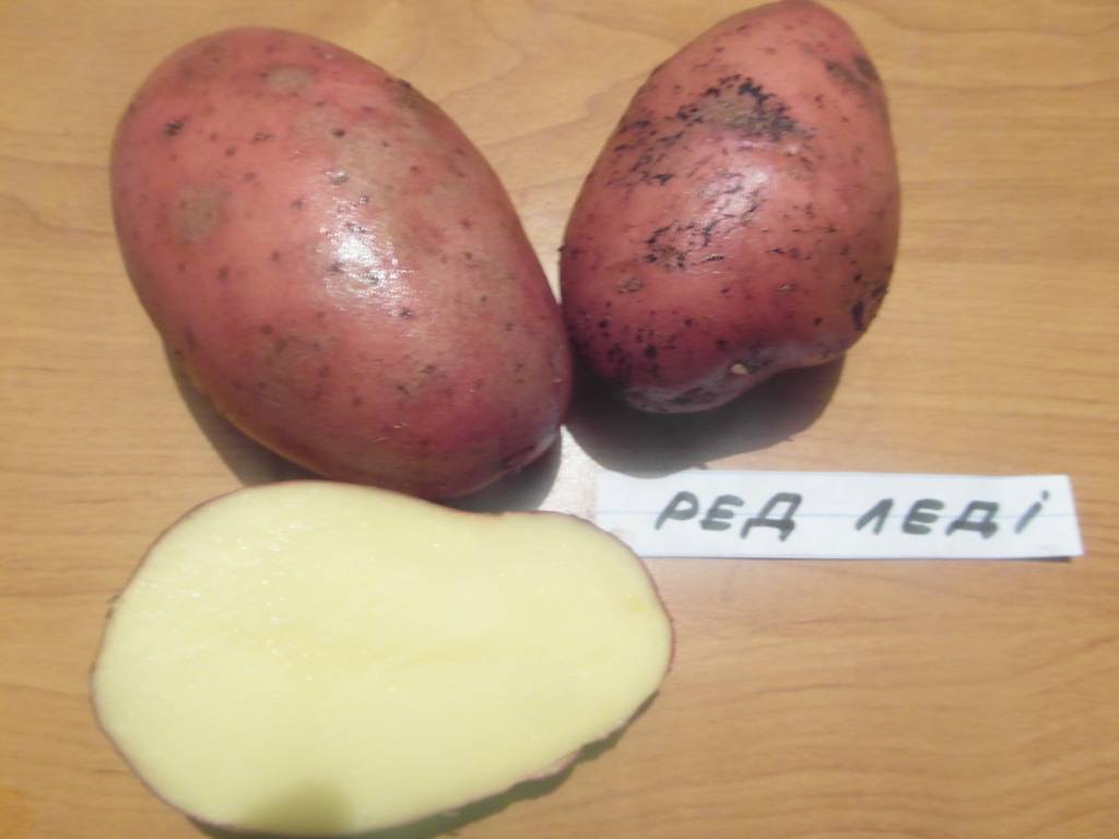 Описание, характеристика и особенности выращивания  сорта картофеля скарб