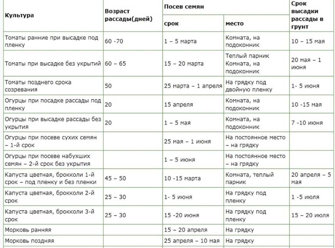 Когда сеять огурцы на рассаду в 2023 году: сроки посадки