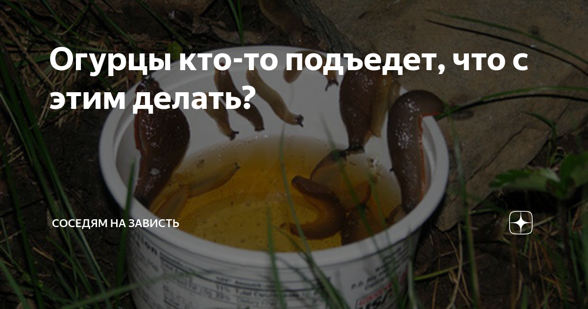 Как эффективнее бороться со слизнями и улитками в огороде? советы к.б.н. дмитрия белова