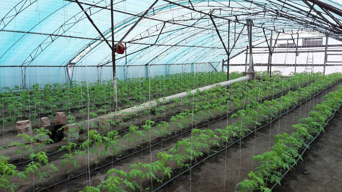 Выращивание овощей в теплице: 10 весенних советов