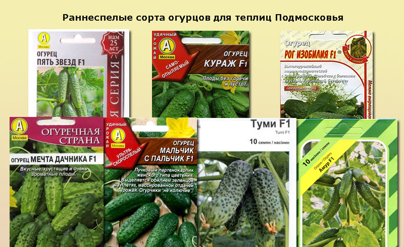 Самые лучшие сорта огурцов для теплицы: для сибири, урала, подмосковья