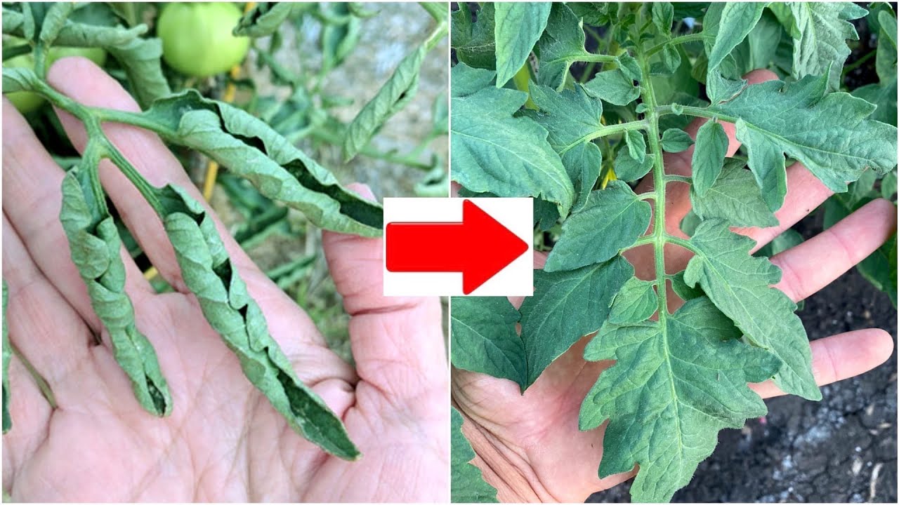 Почему скручиваются листья у помидоров в теплице что делать