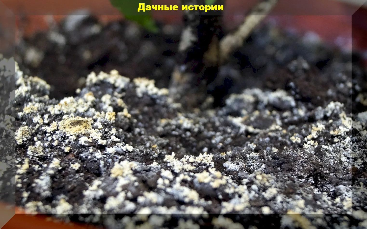 Почему белеет земля в теплице — 1poparnikam.ru