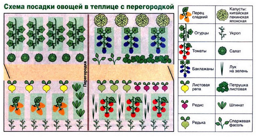 Выращивание болгарского перца в теплице: от посадки до сбора урожая