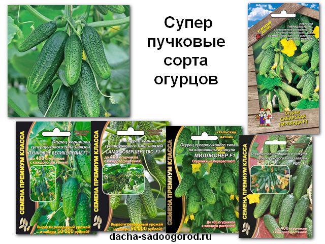 Лучшие сорта огурцов для парников: самый полный обзор