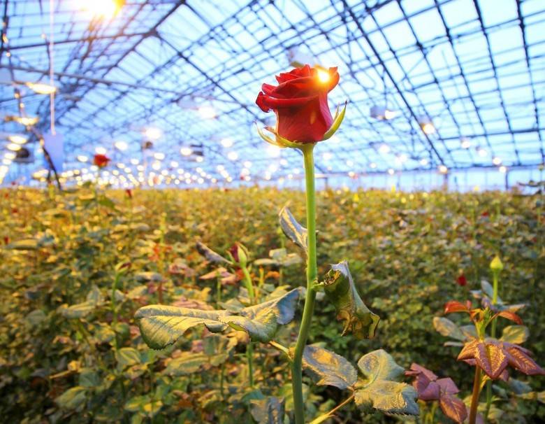 Выращивание роз в теплице на продажу - рентабельность, правила ухода, инструкции