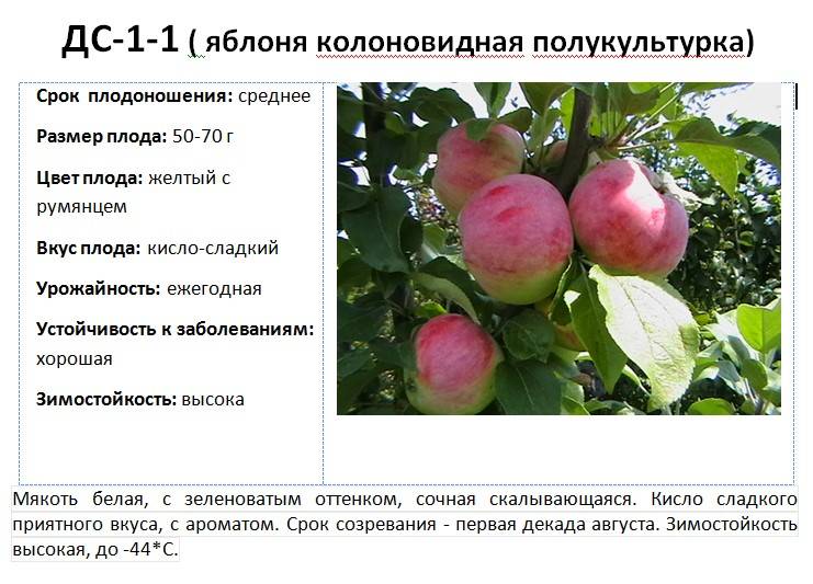 Колоновидная яблоня президент - описание сорта, уход и посадка, отзывы