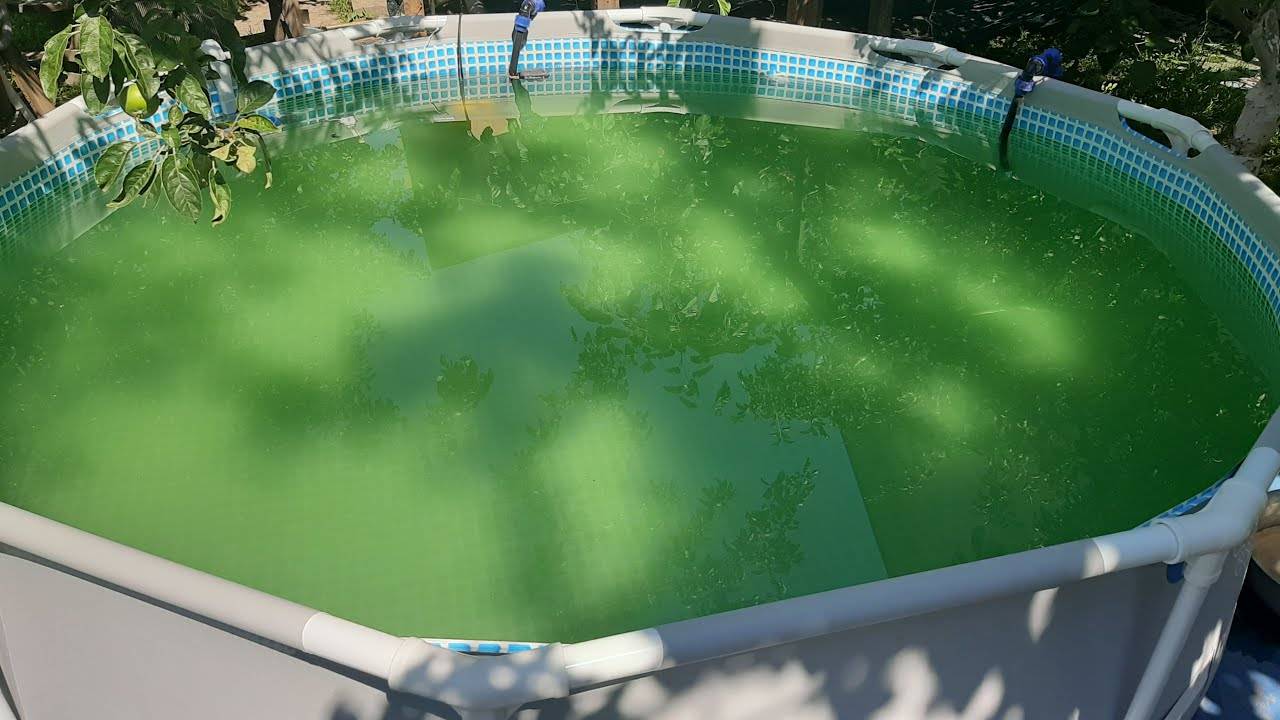Зеленеет вода в бассейне что делать /