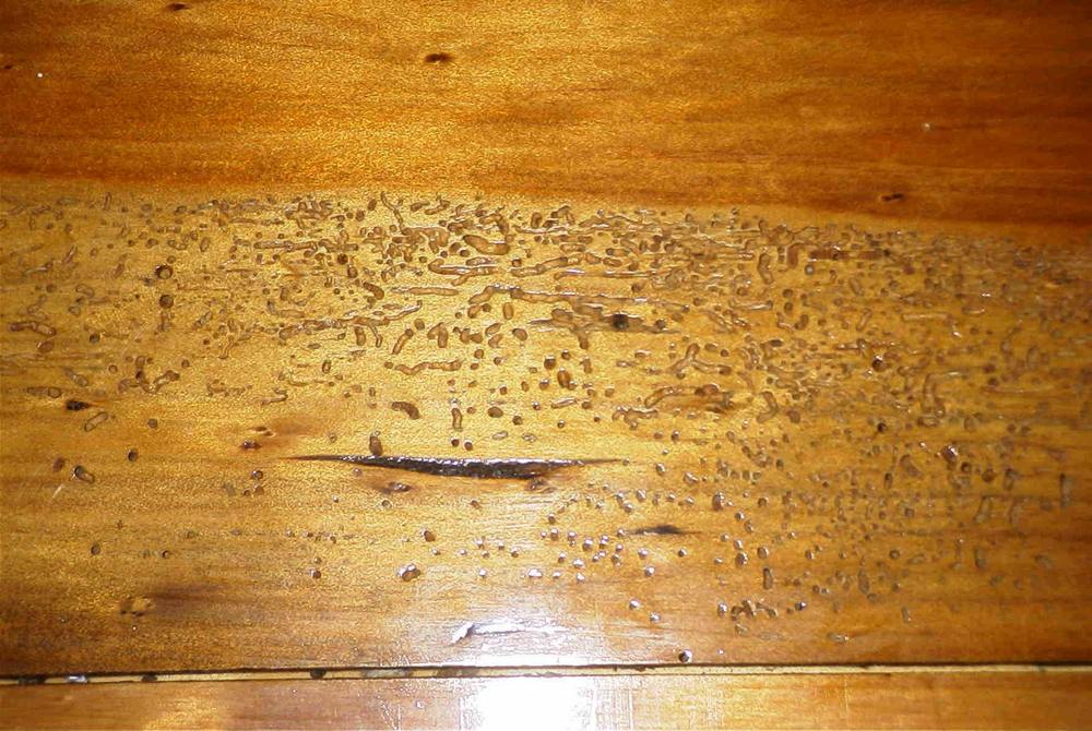 Как избавиться от муравьев в бане: чем можно вывести, народные средства