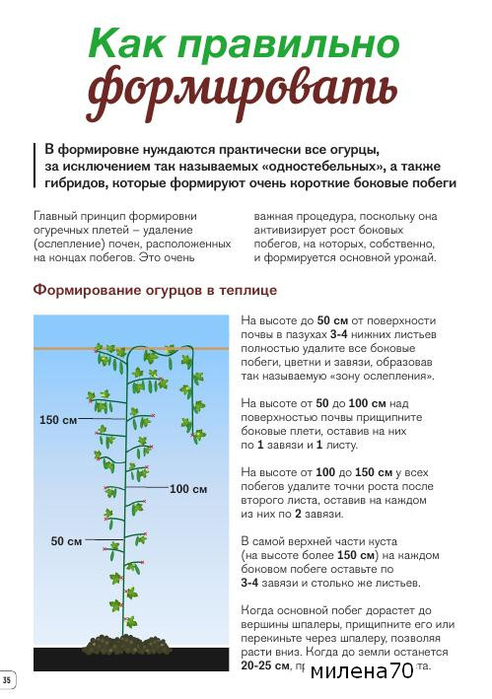 Формирование огурцов в один стебель в теплице