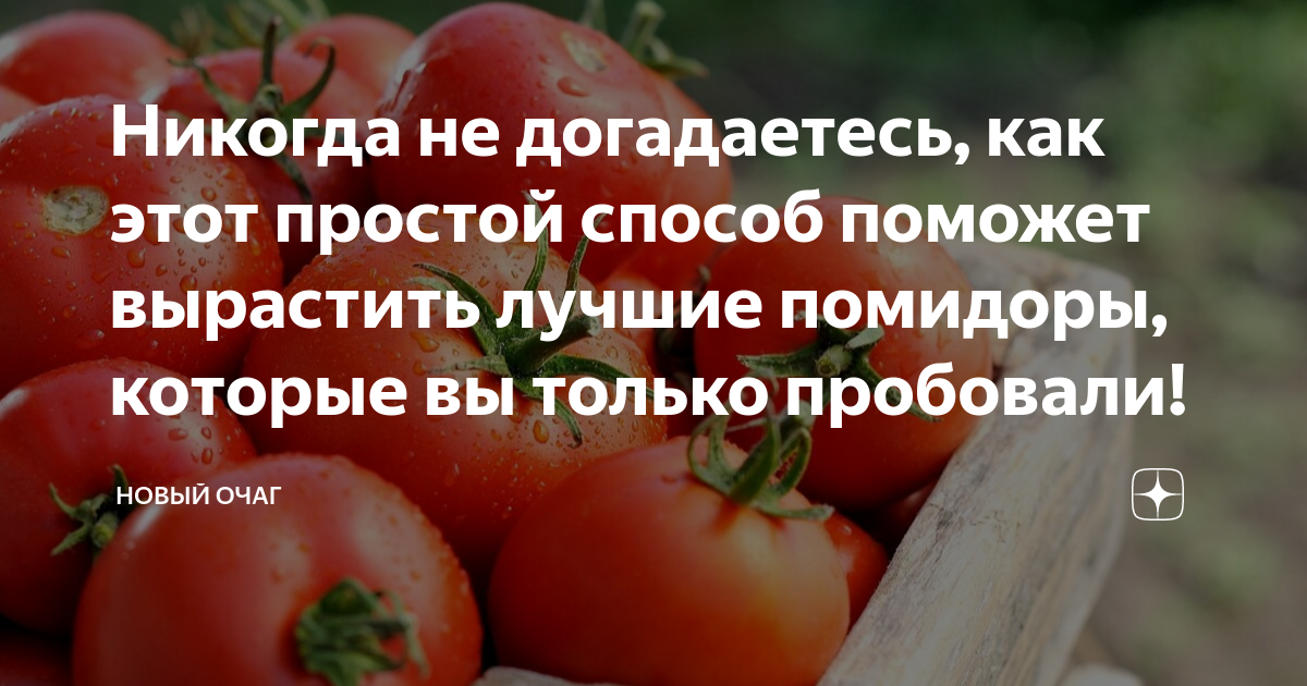 Рейтинг лучших сортов помидор для теплиц на 2023 год