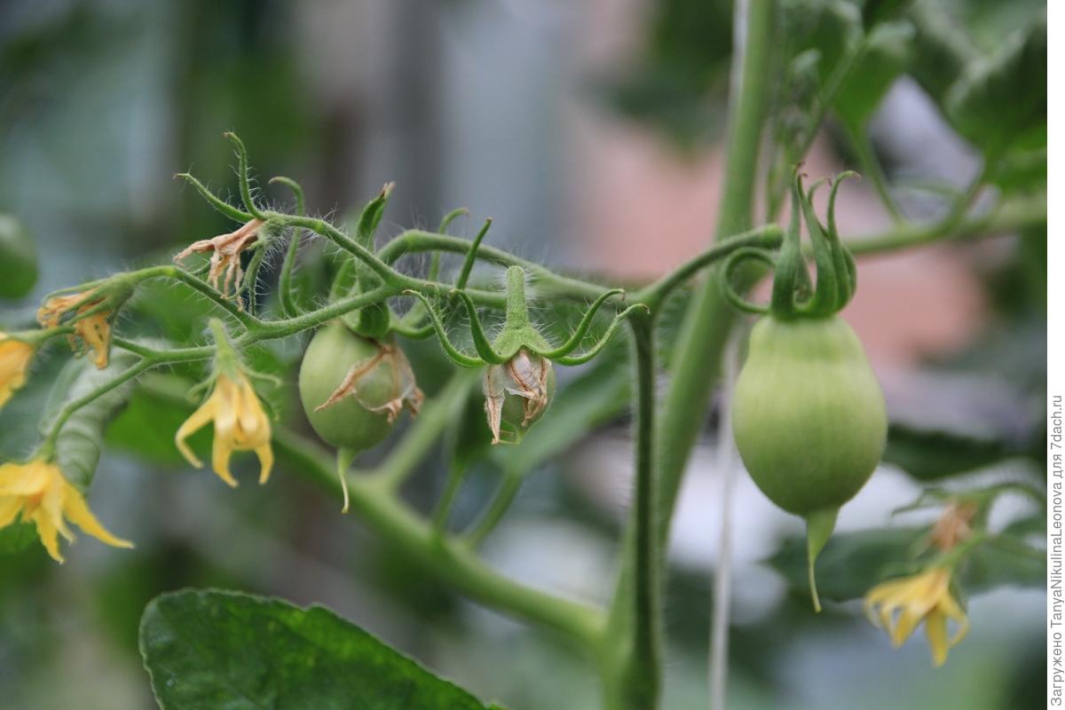 Почему в теплице не опыляются помидоры? как и чем опылять помидоры в теплице? | сад и огород.ру