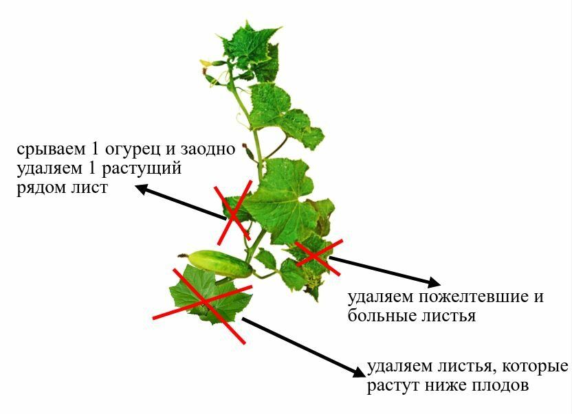 Пасынкование огурцов в теплице пошагово для начинающих схема и описание фото пошагово