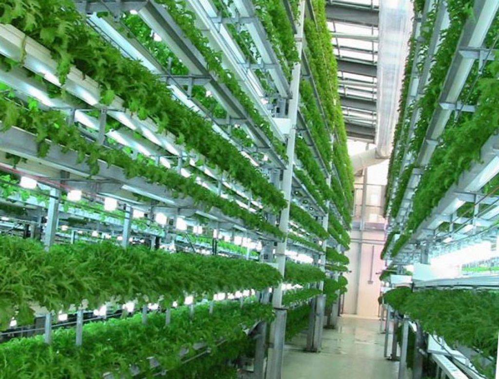 Выращивание зелени в теплице как бизнес: составление плана для организации производства для продажи и личного употребления зелени круглый год