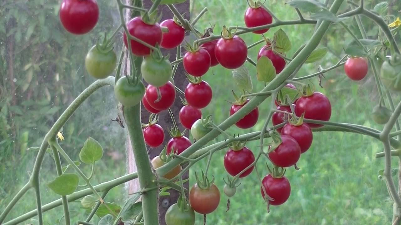 Самые лучшие сорта томатов Черри для теплиц