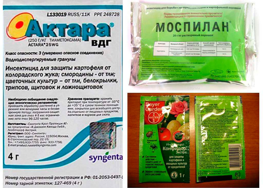 Как избавиться от белокрылки в теплице: 3 метода борьбы
