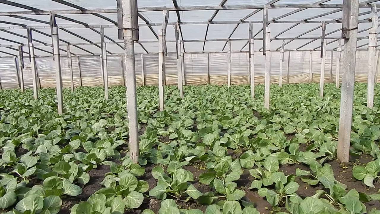Как вырастить пекинскую капусту рассадой